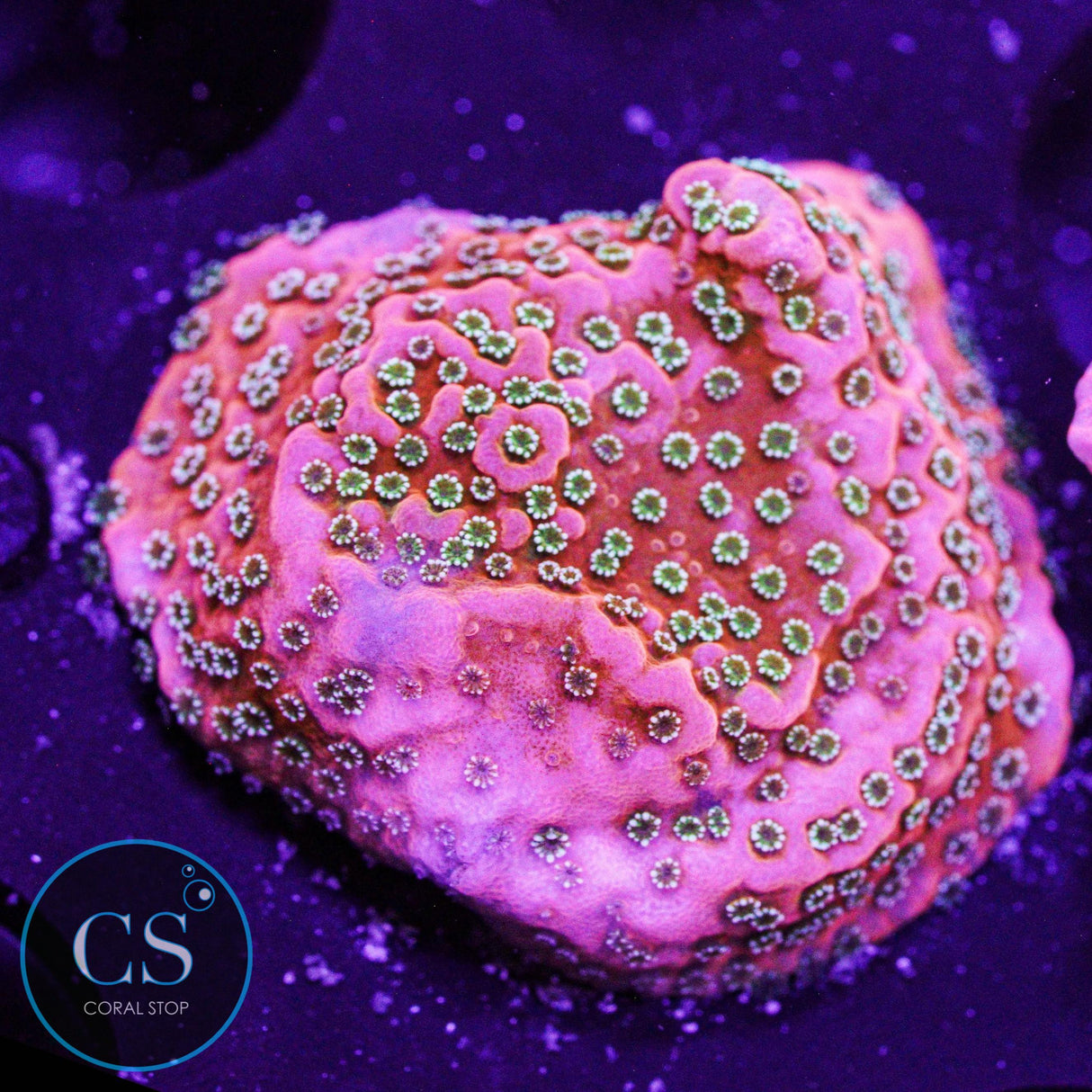 JF Silver Bullet Montipora