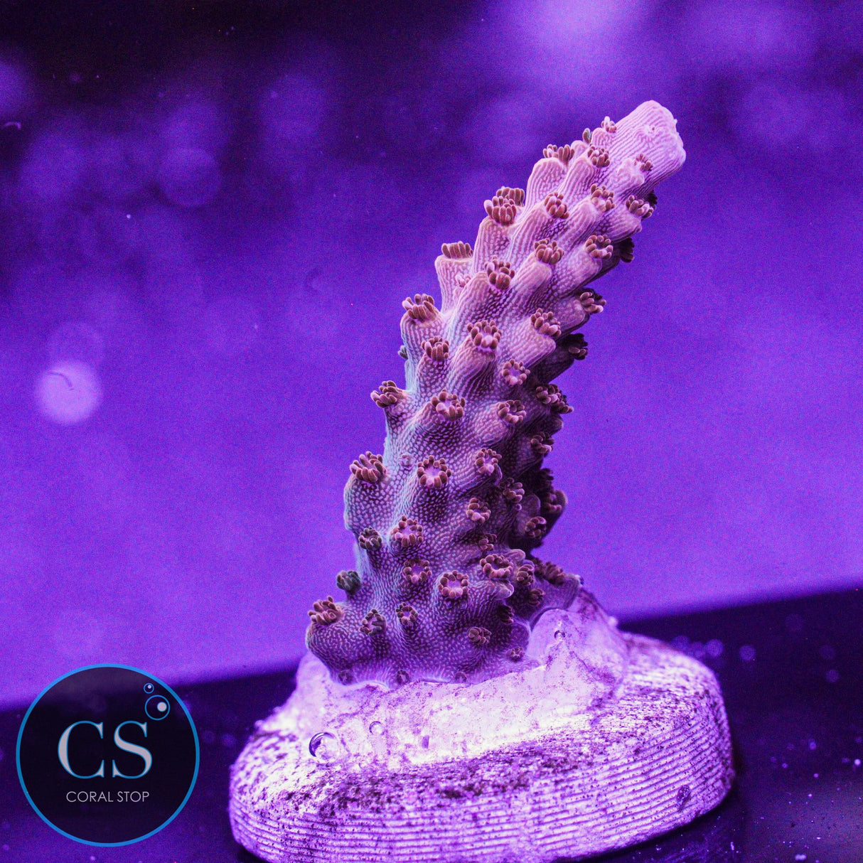 CC Red Oxide Acro