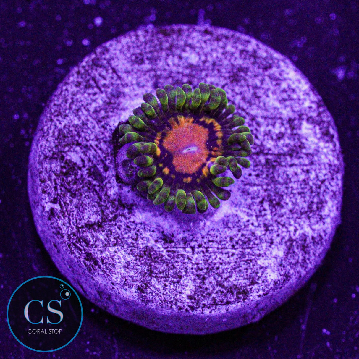 SBB Marvin The Martian Zoa