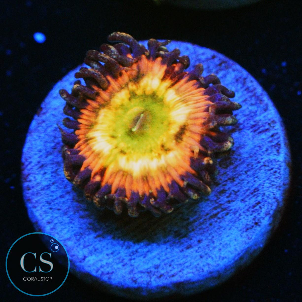 JF RAINBOW INFUSION ZOA