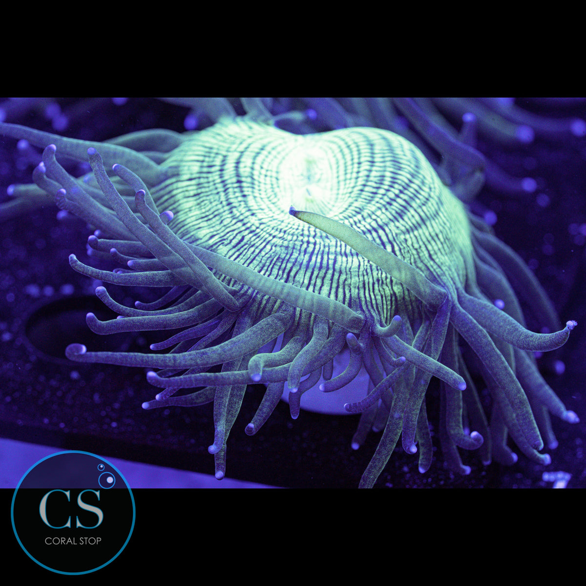 Blue Tip Elegance Coral