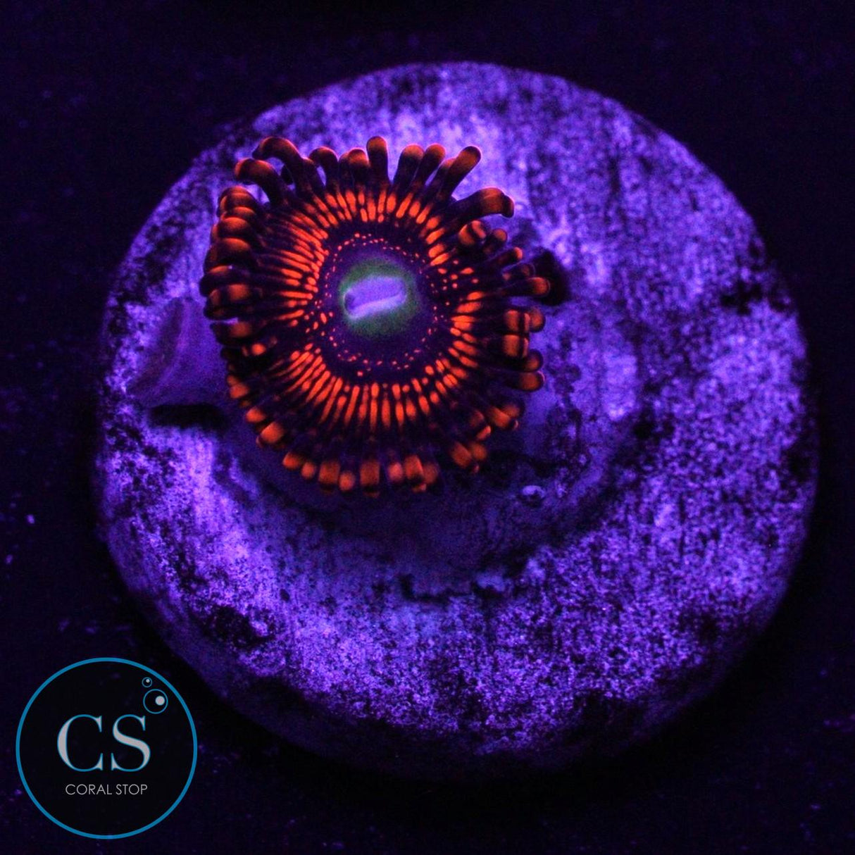 WWC ILLUMINATI ZOA