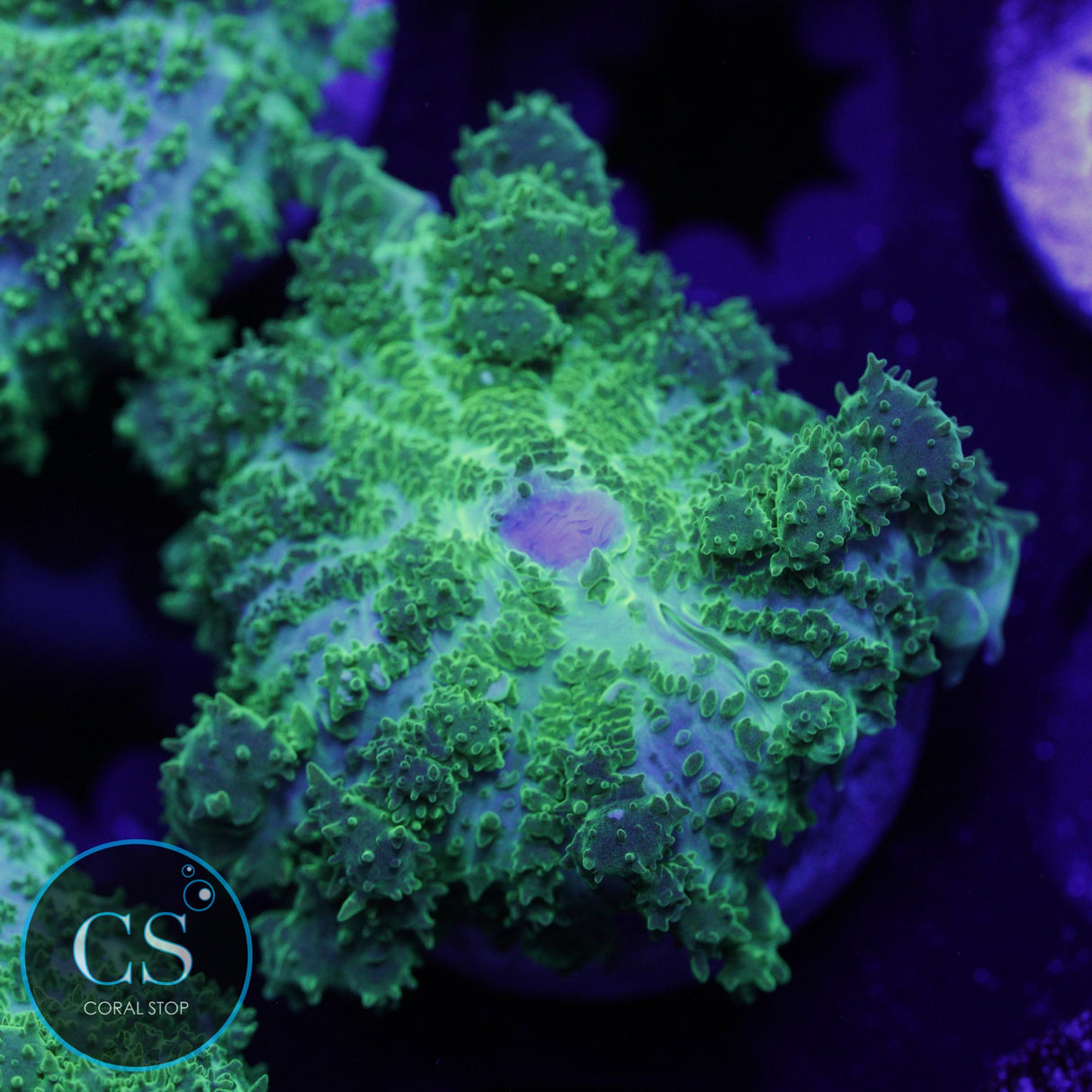 CS GHOST JUNGLE BOUNCE MUSHROOM