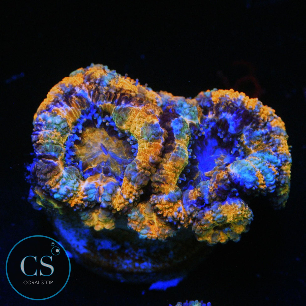 SCREWDRIVER ACAN