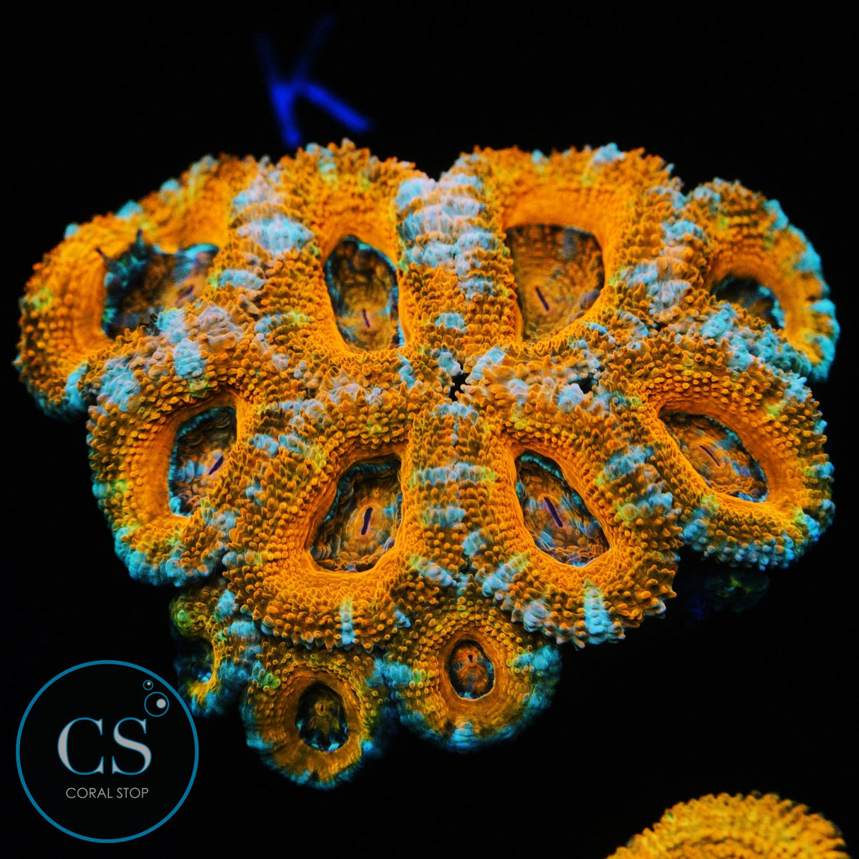 ORANGE DELIGHT ACAN COLONY