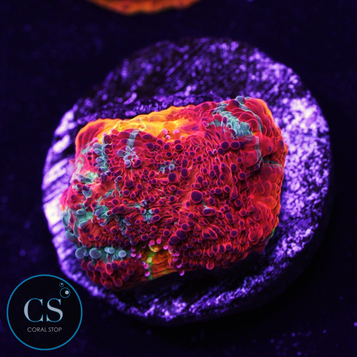 Rainbow Jellybean Chalice