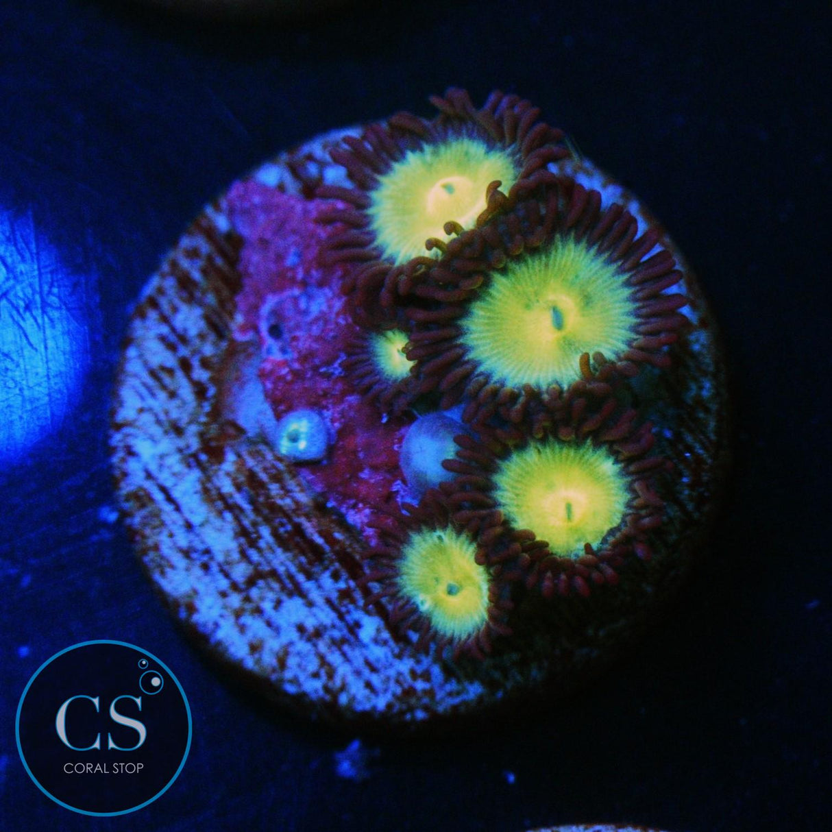 CS NEW RELEASE MERMAN ZOA
