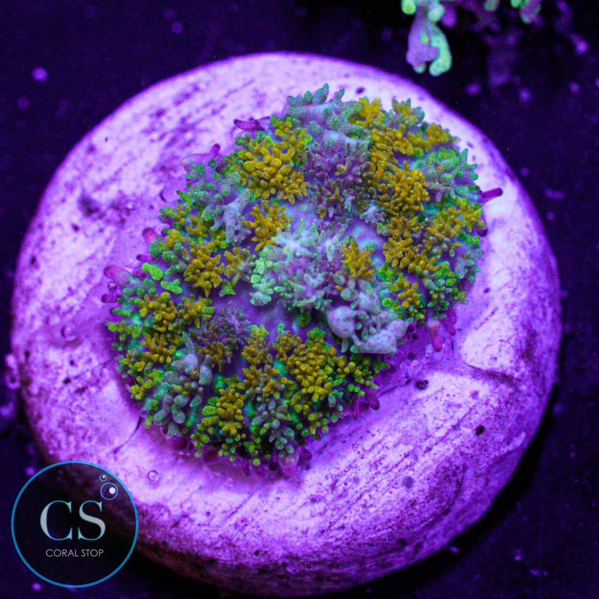 Gonzo Gold Dragon Bounce Mushroom