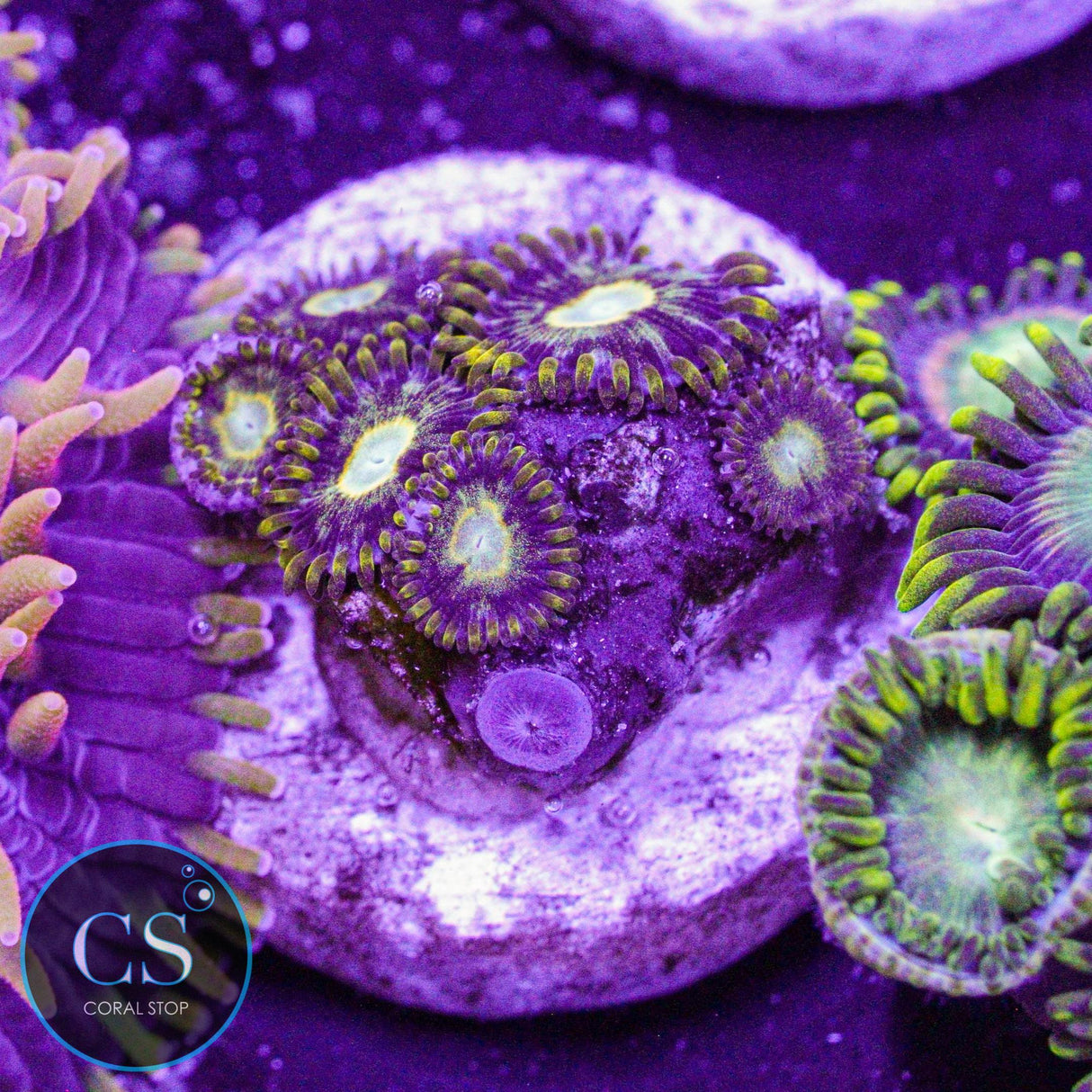 Murder Hornet Zoa