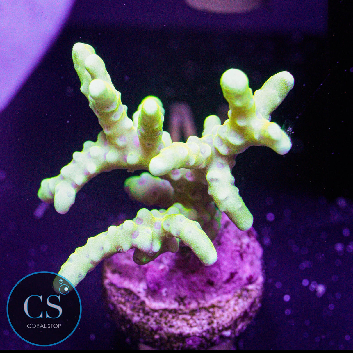 Goldenrod Anacropora