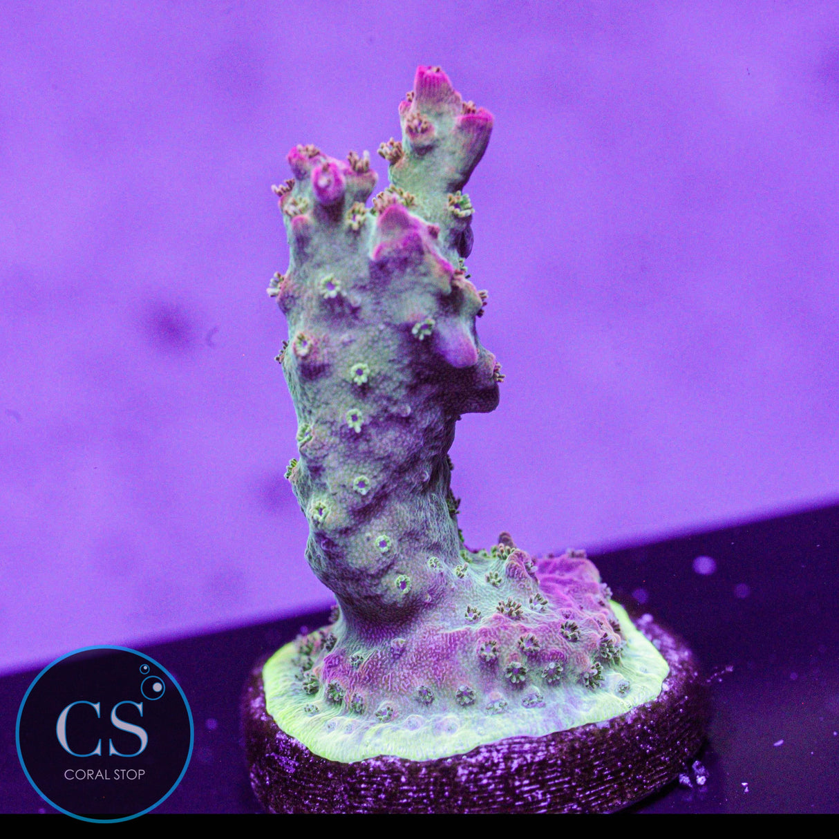 Vivid's Confetti Acro