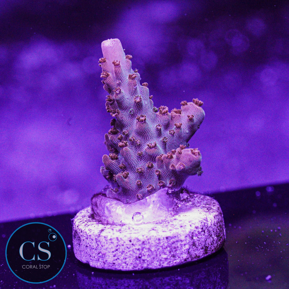 CC Red Oxide Acro