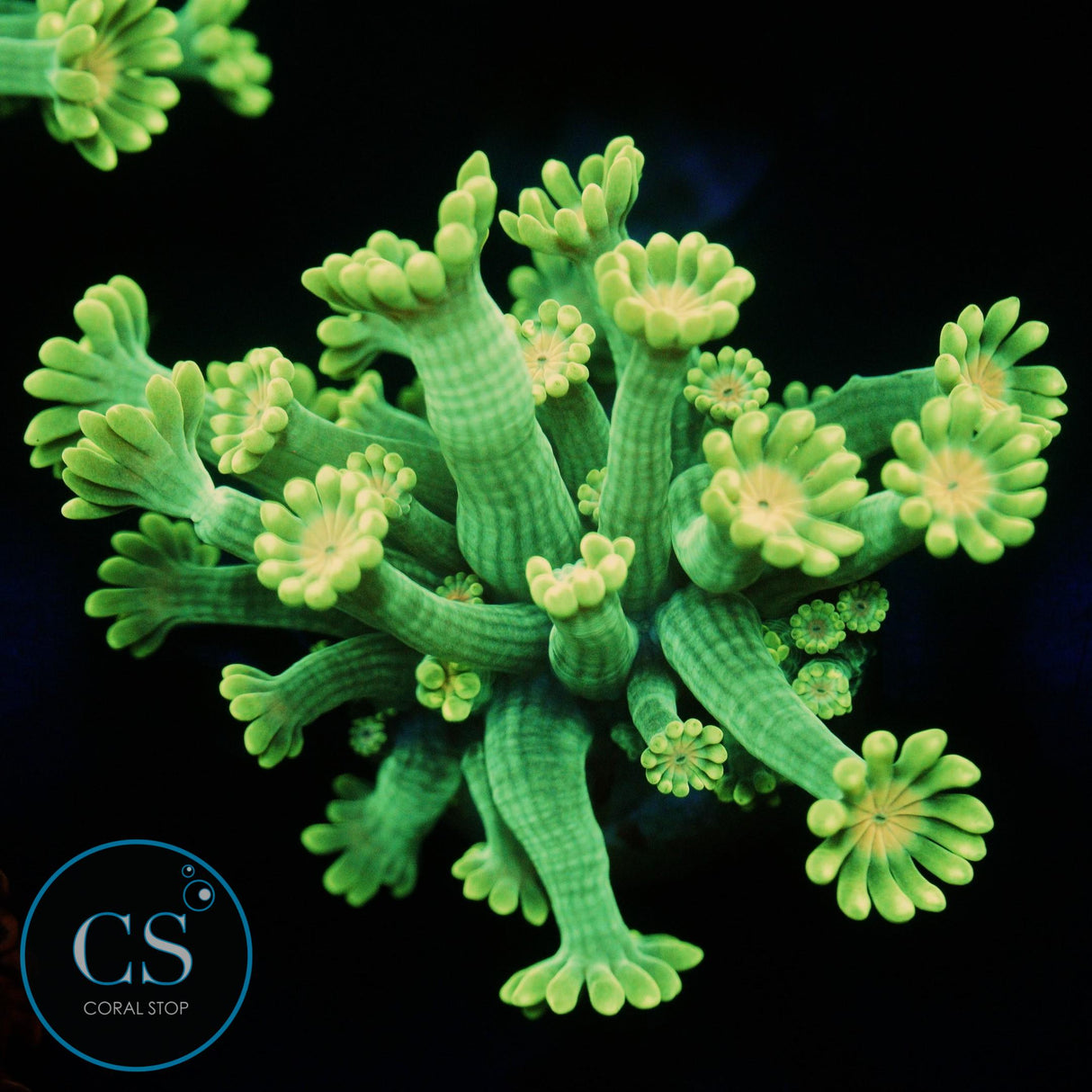 SOLAR BLOOM ALVEOPORA