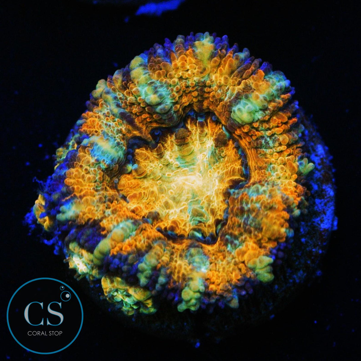ULTRA RAINBOW ACAN