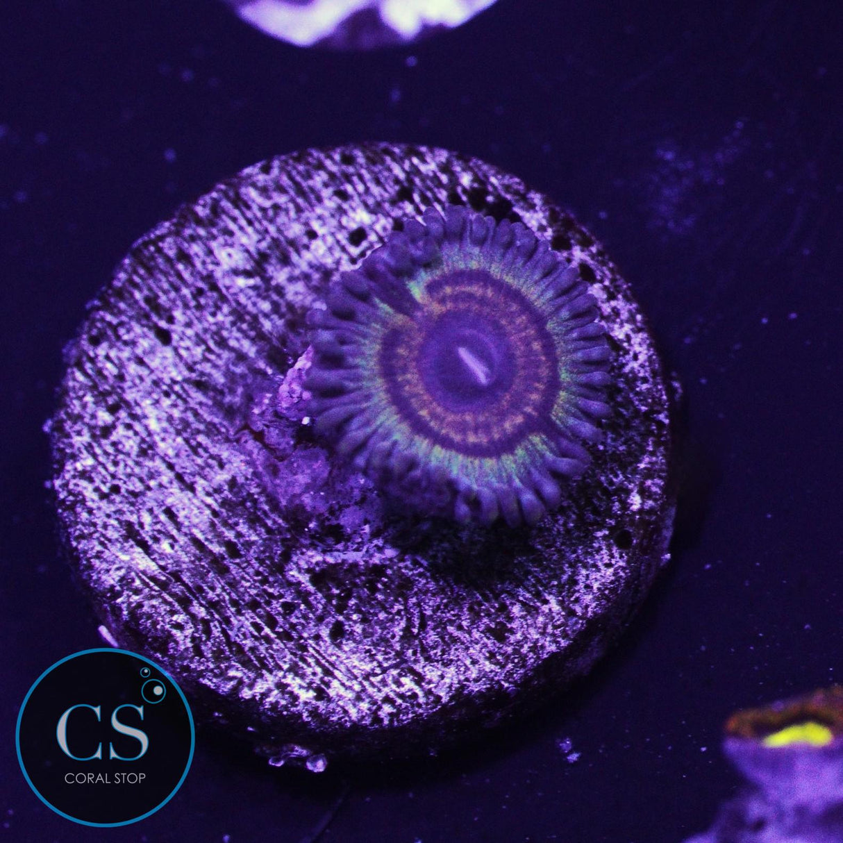 Bowling Green Massacre Zoa