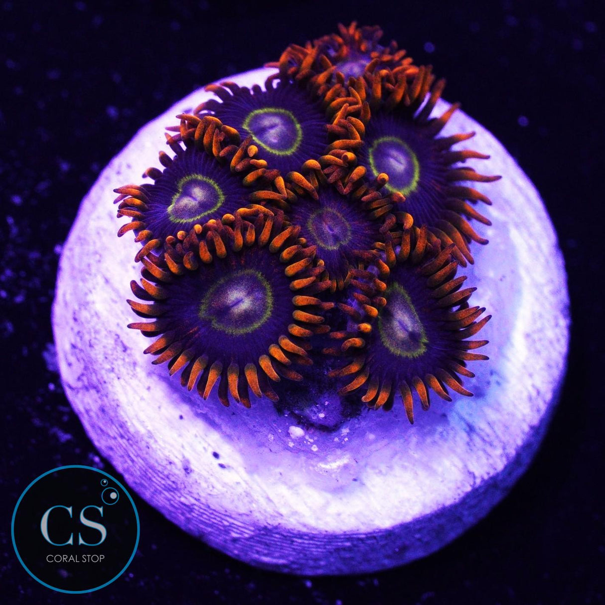 Rainbow Hornet Zoa