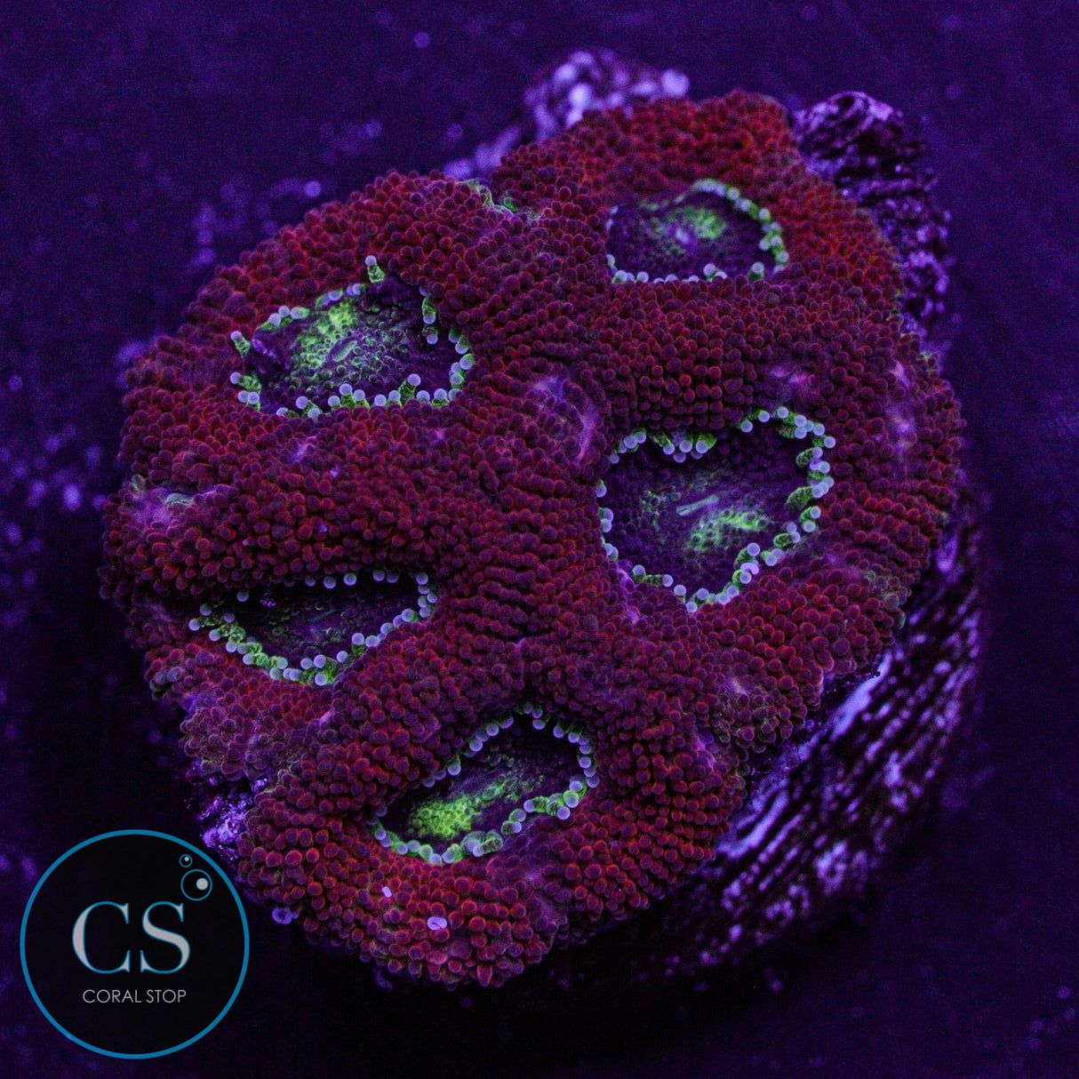 Peppermint Micromussa