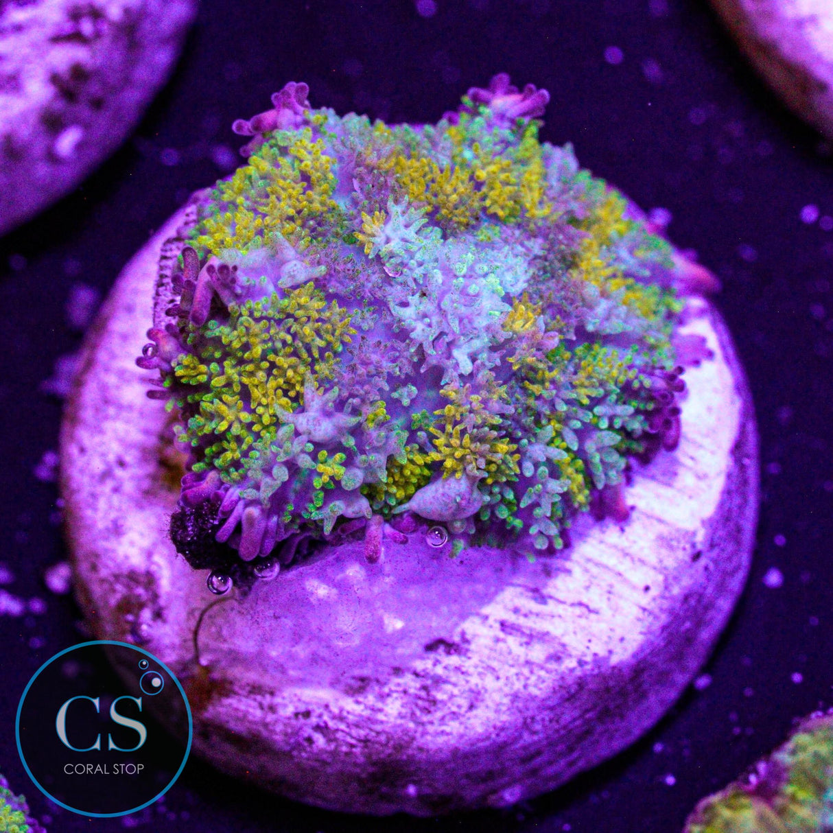 Gonzo Gold Dragon Bounce Mushroom