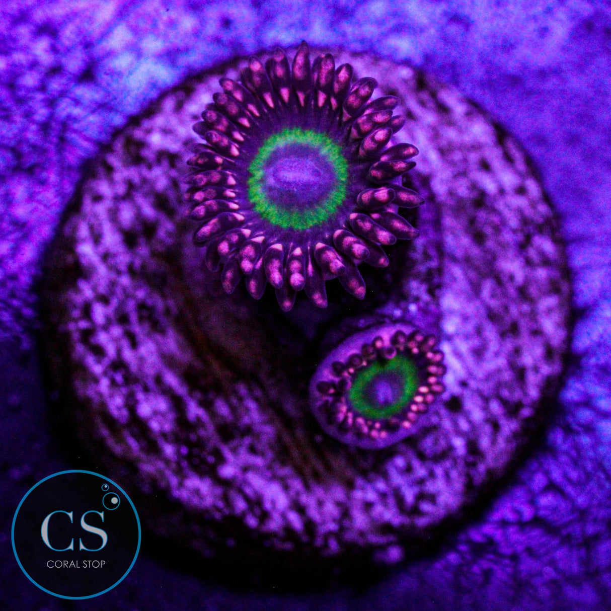 CB Omega Zoa