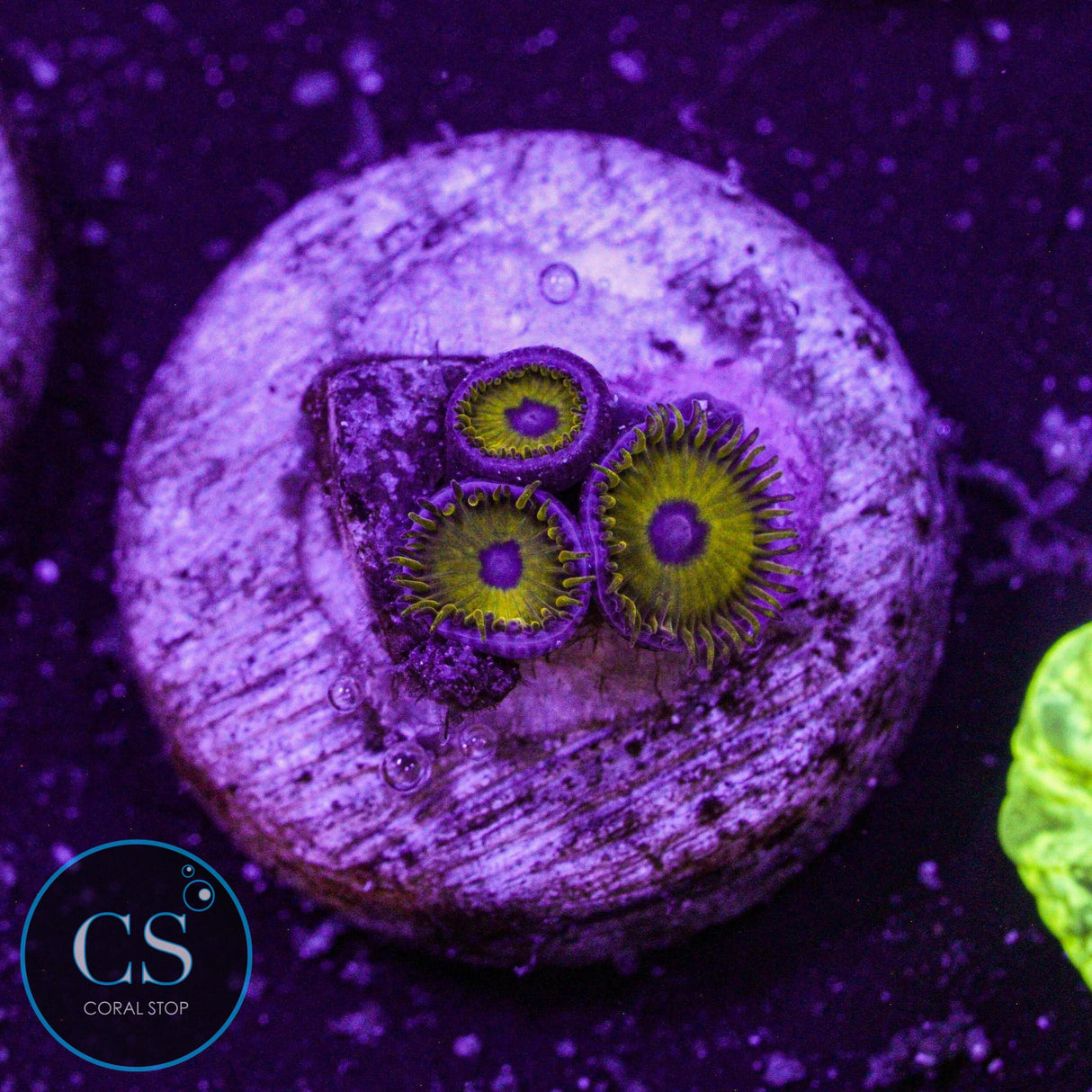 Rare Black Pikachu Zoa