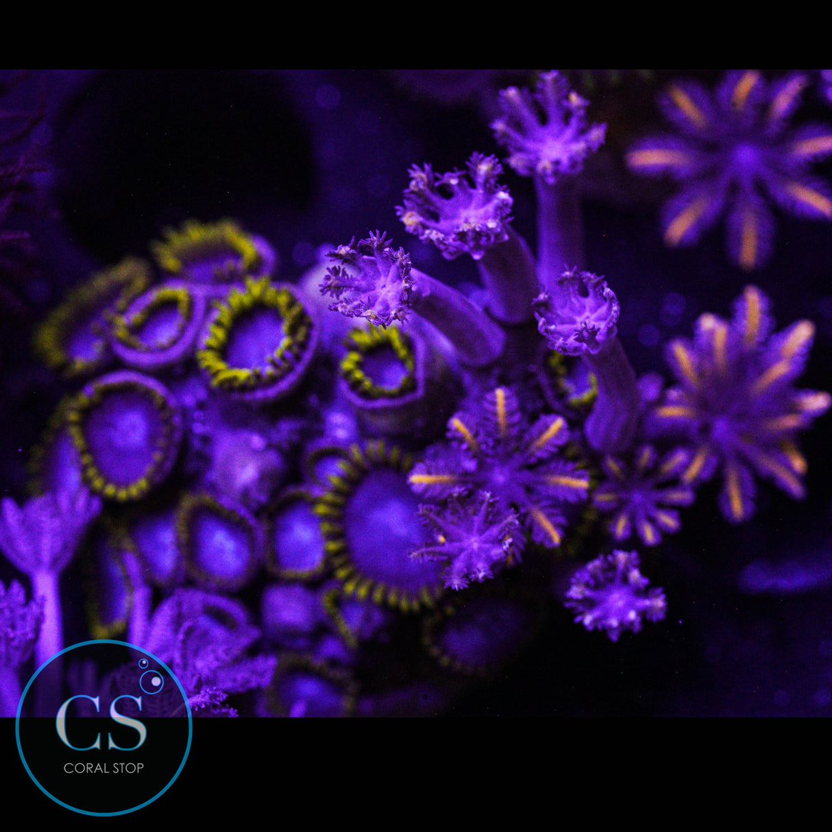 Combo Zoa