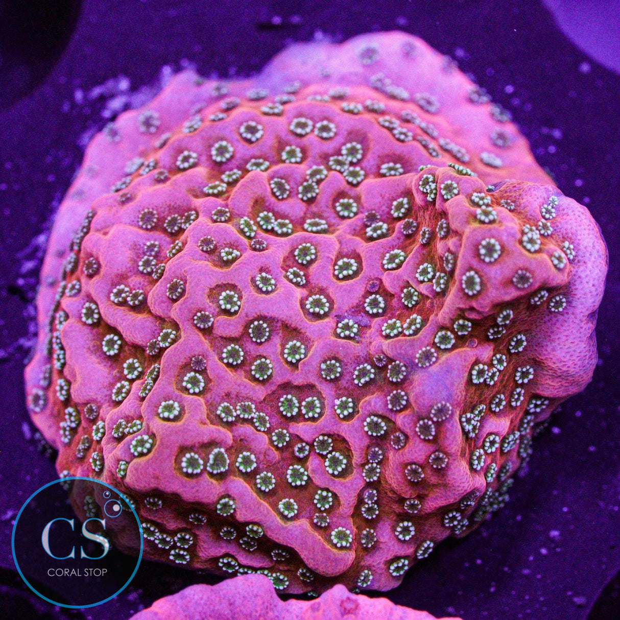 JF Silver Bullet Montipora