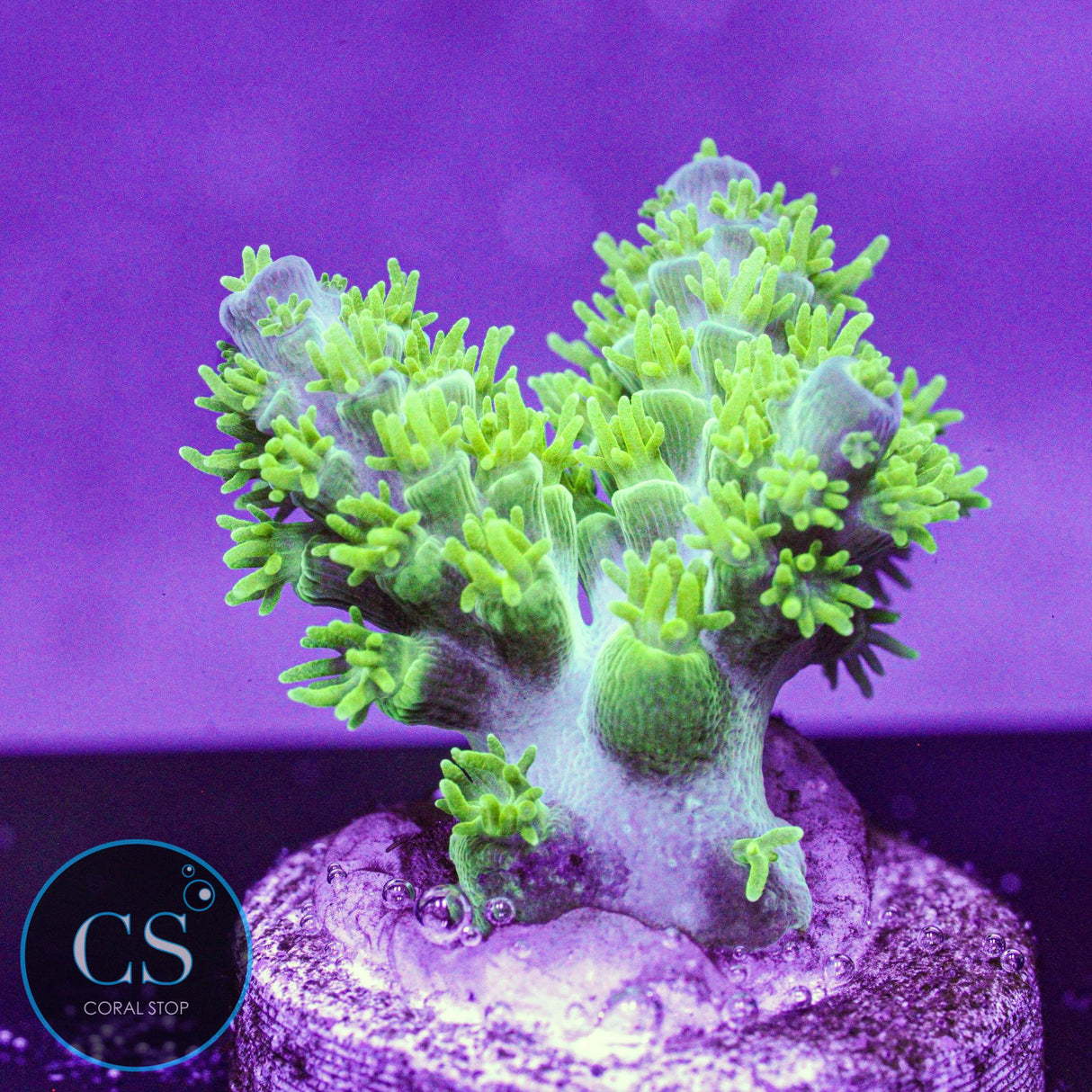 RR Marvin The Martian Acro