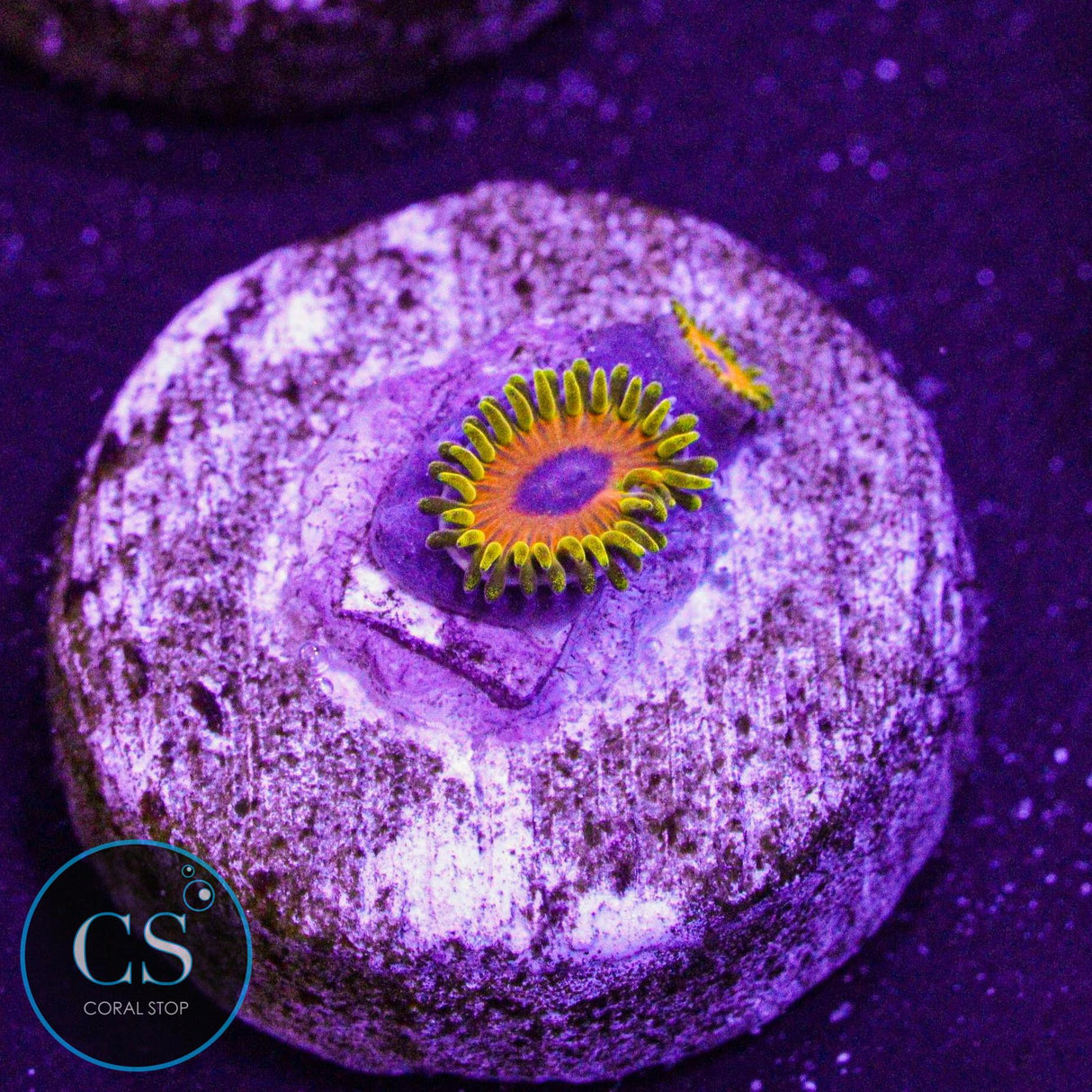 Great Owl Zoa