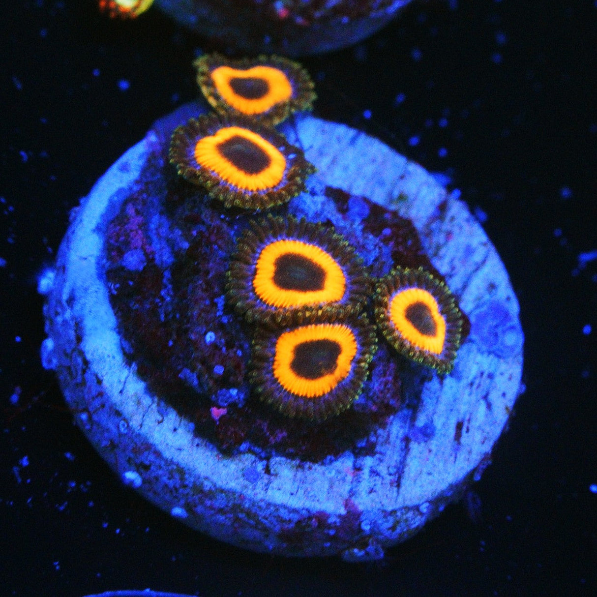 AUSSIE CHARGER ZOA