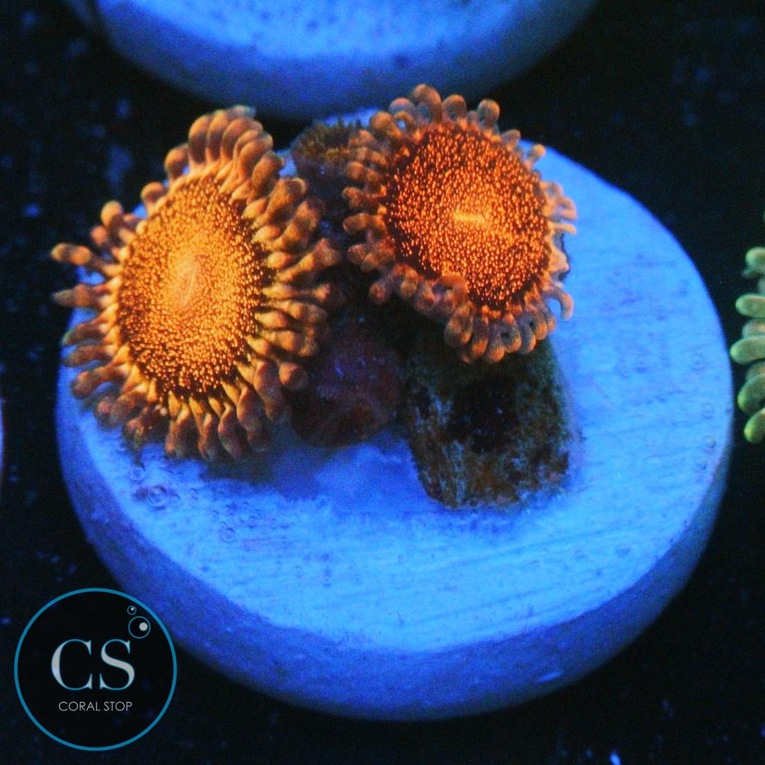 CS ORANGE DEATHSTAR ZOA