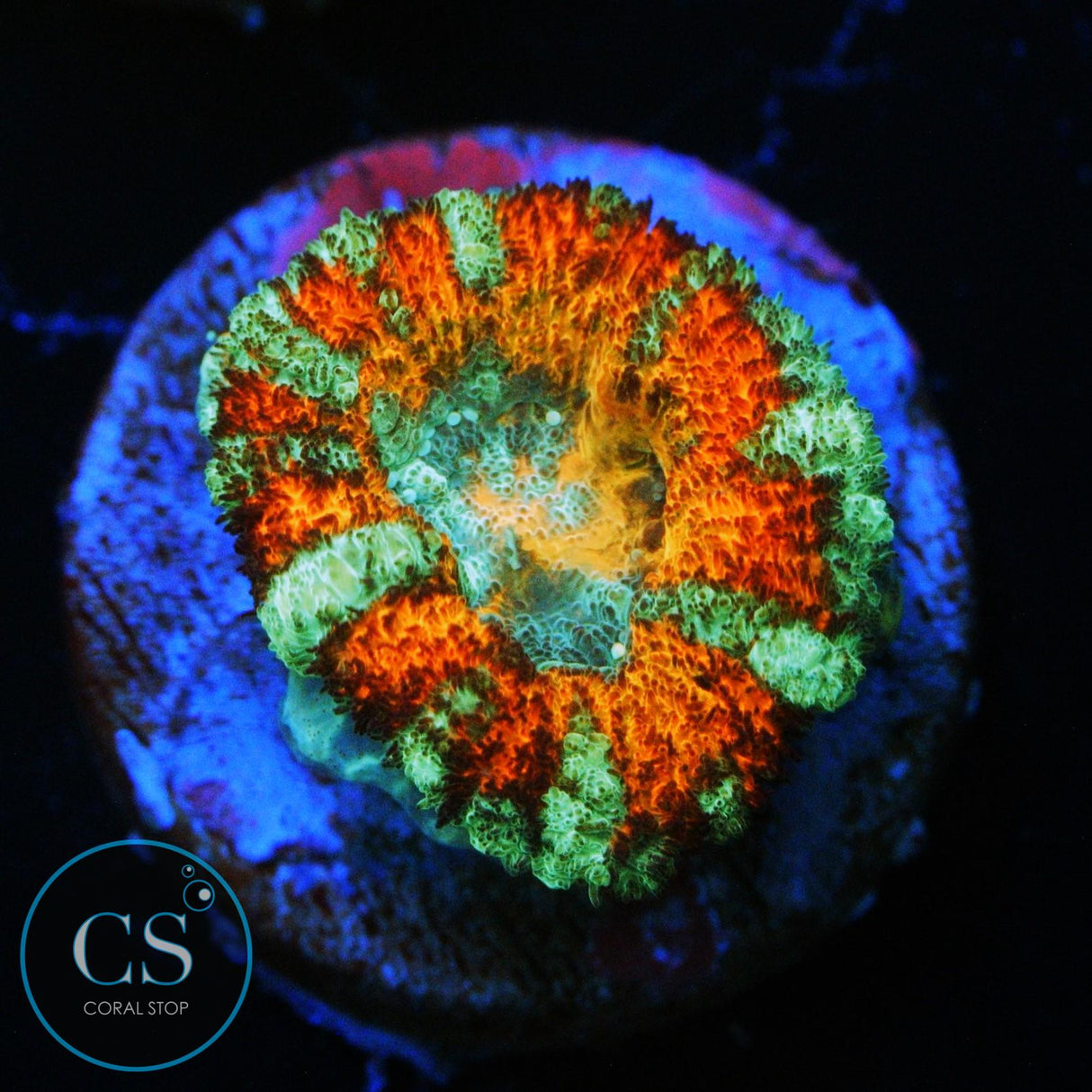 DEMON DUNGEON ASIAN ACAN