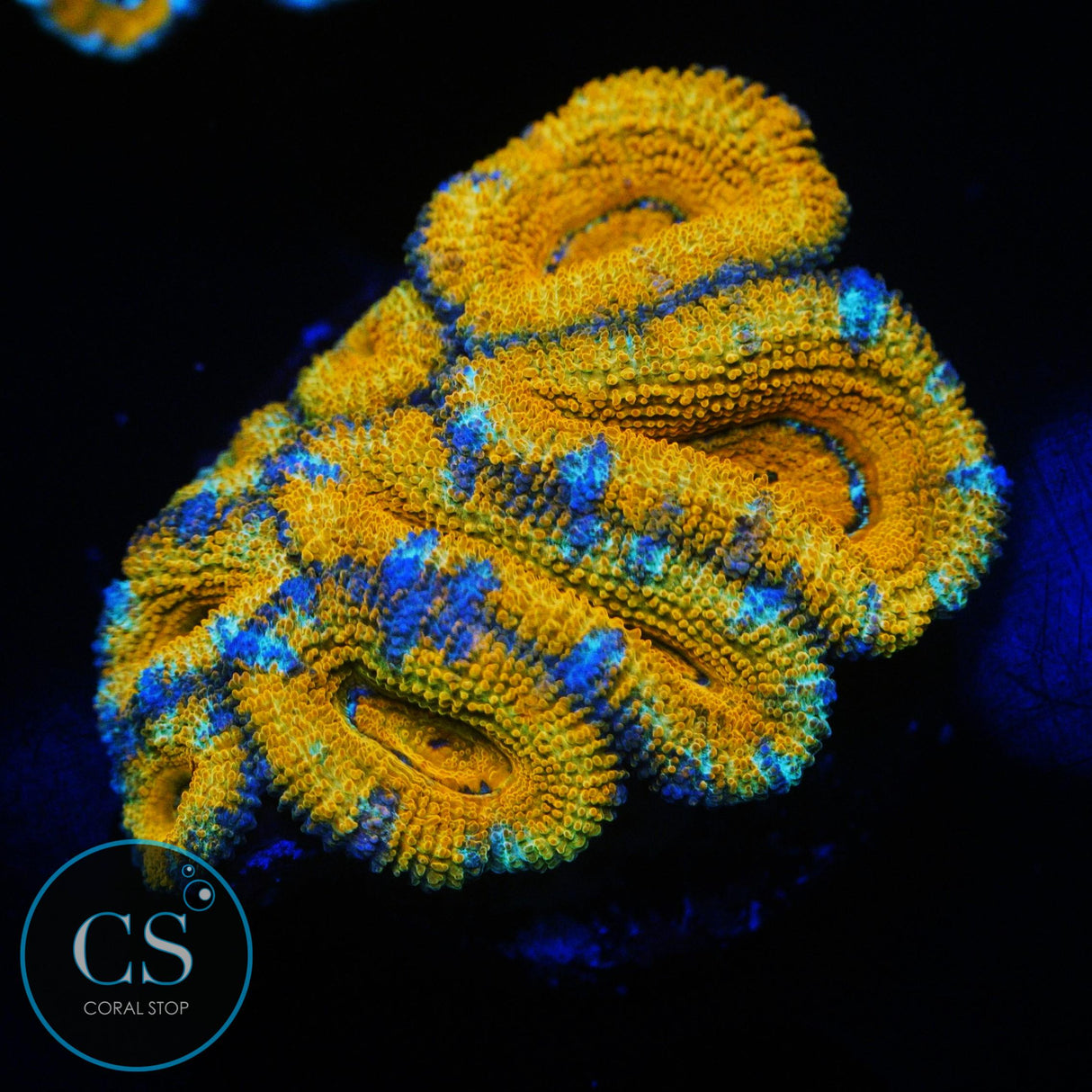 RAINBOW ACAN CHUNK