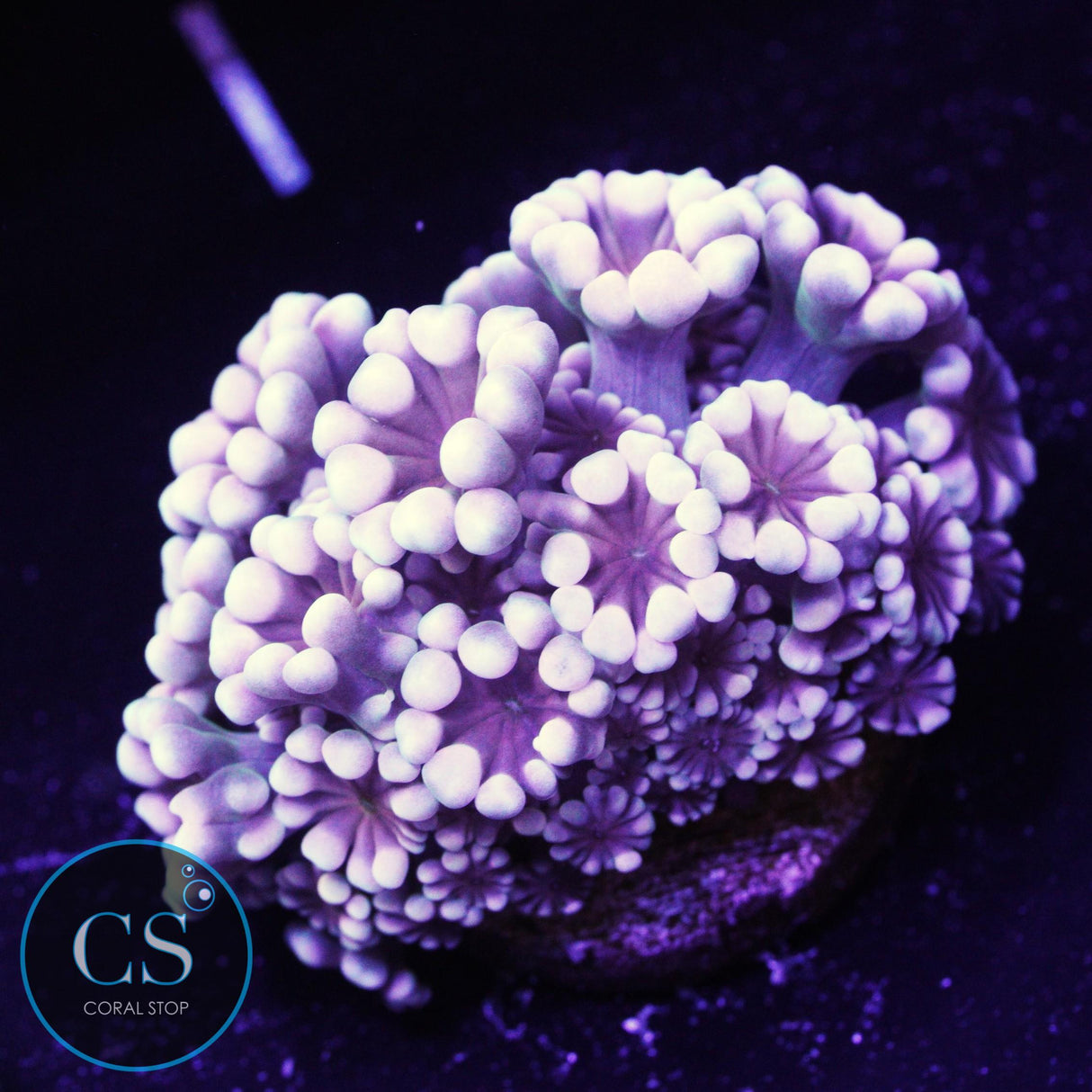 Ghost Of Valentine Alveopora