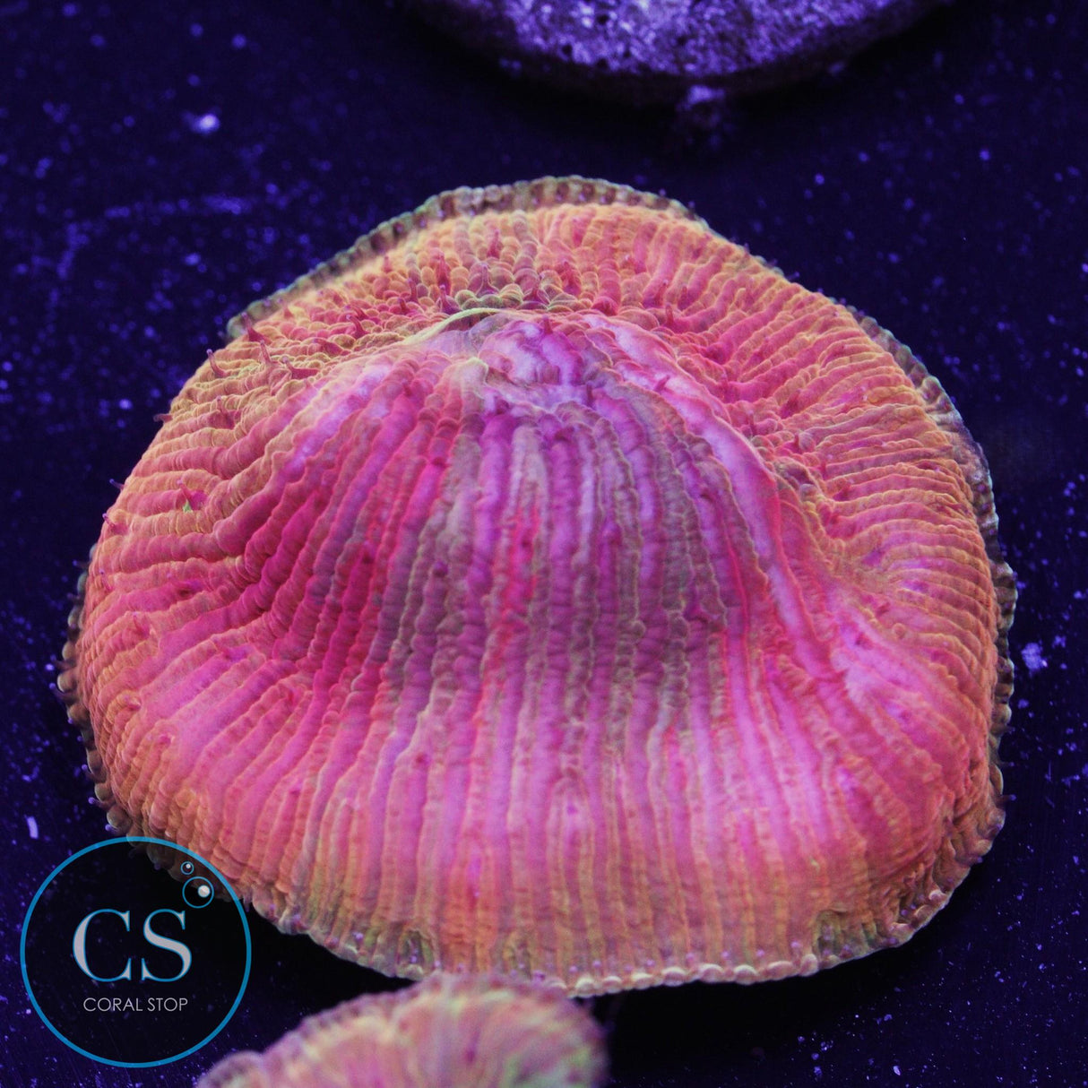 WWC Diablo Rainbow Diaseris Plate