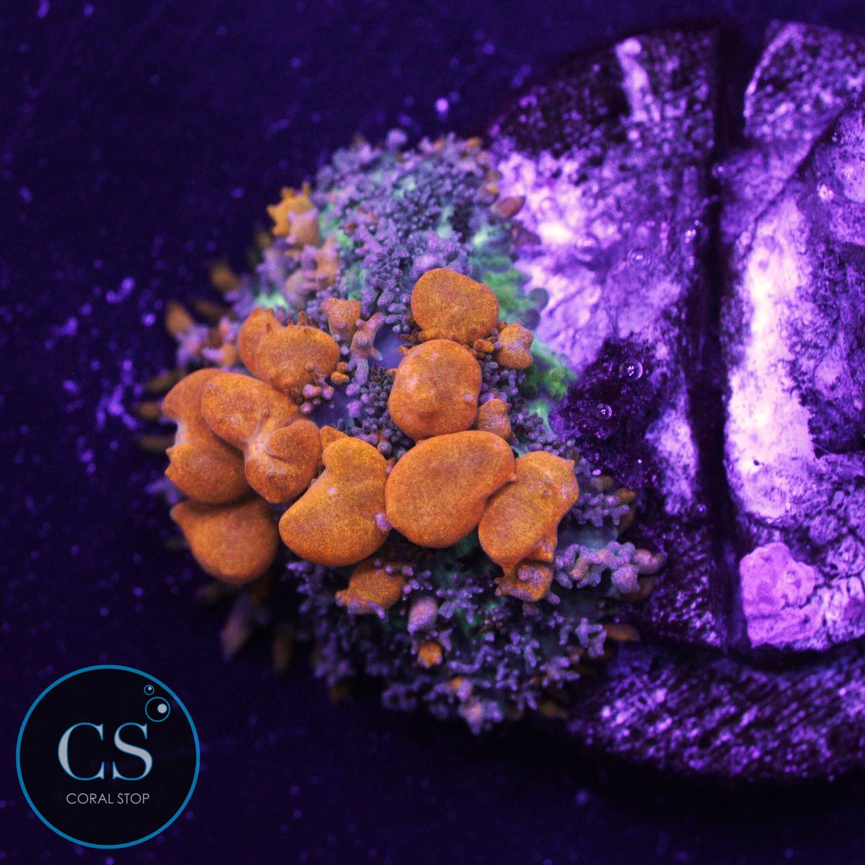 Sunkist Bounce Mushroom