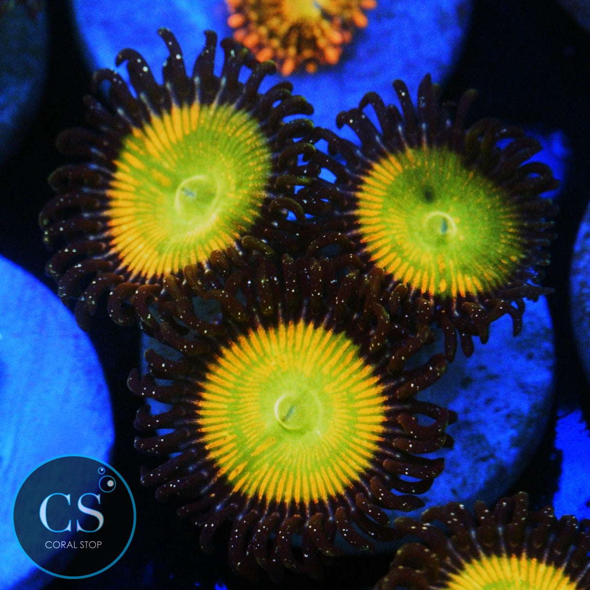 SUNNY DELIGHT ZOA