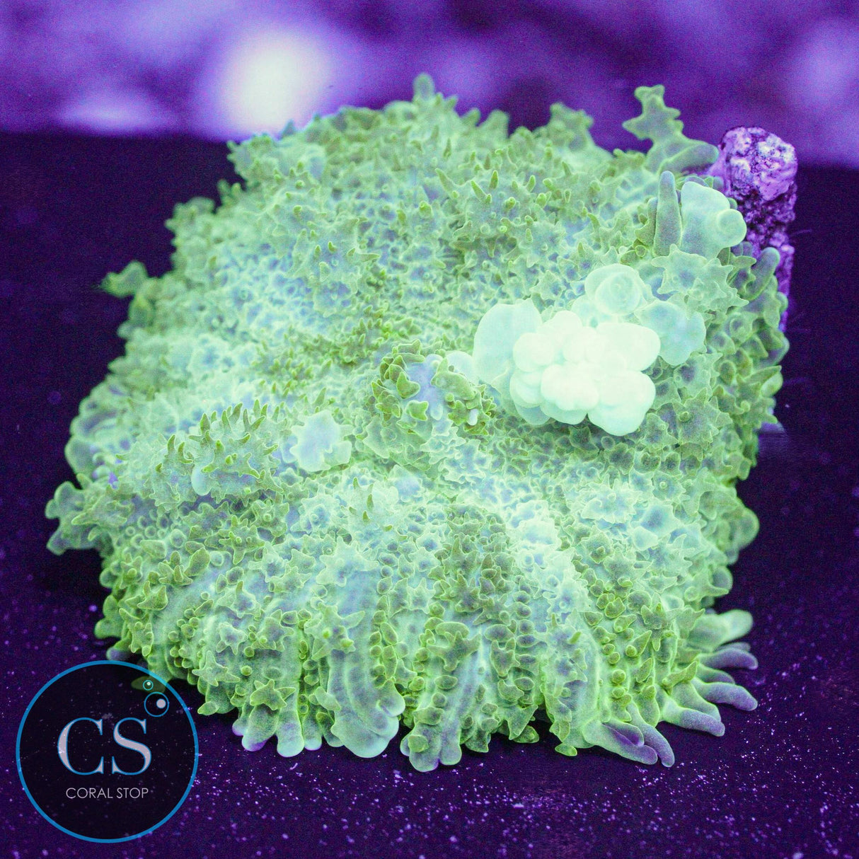 CS Ghost Jungle Bounce Mushroom