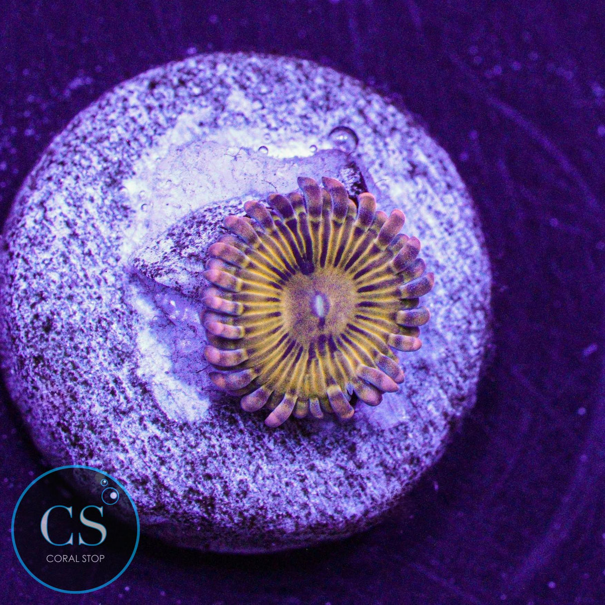 Simpsons Donut Zoa