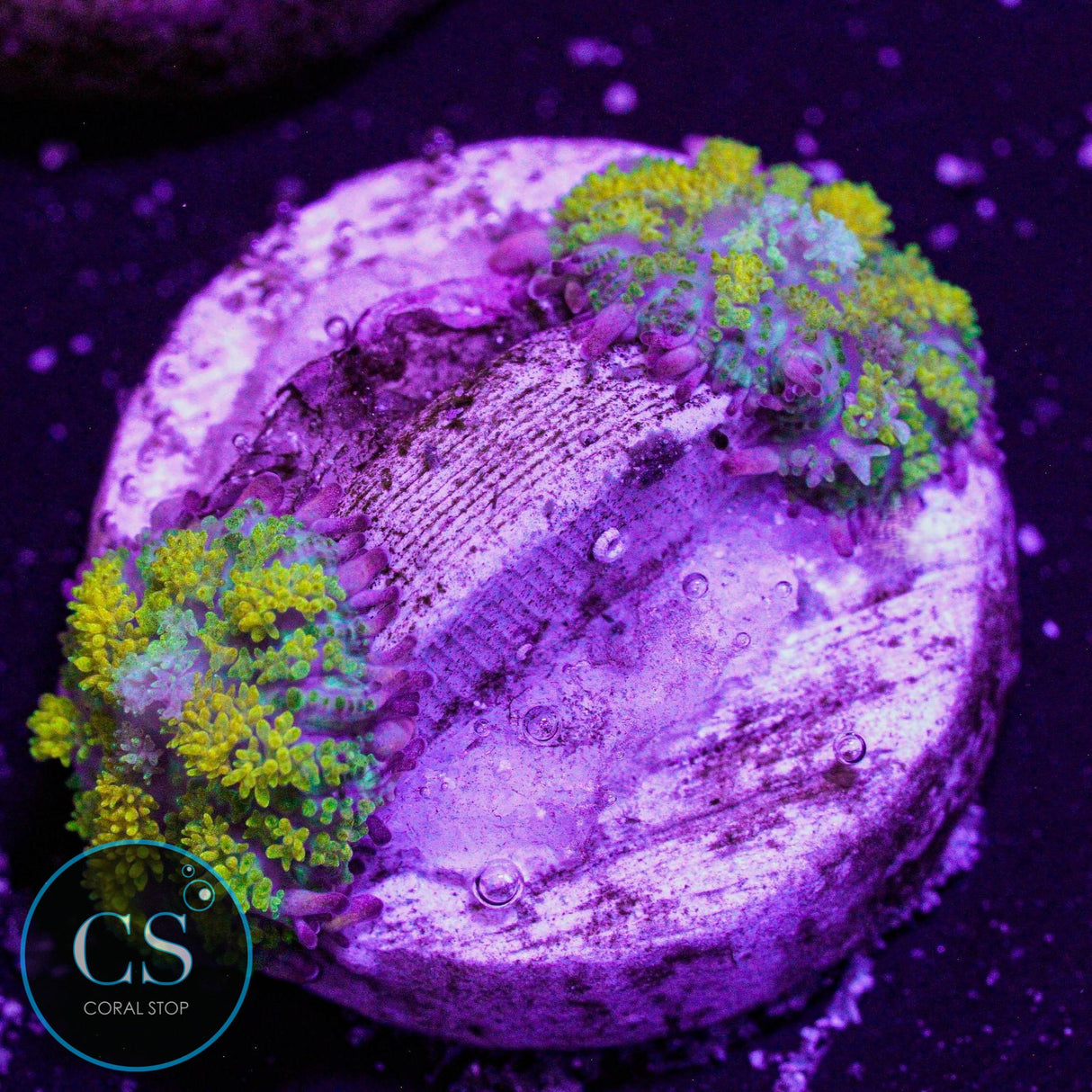 Gonzo Gold Dragon Bounce Mushroom
