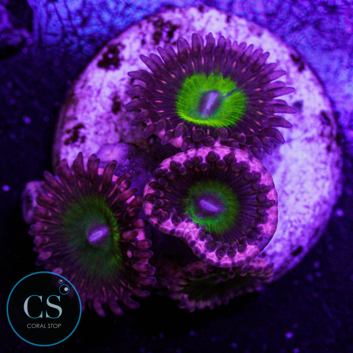 CB Omega Zoa