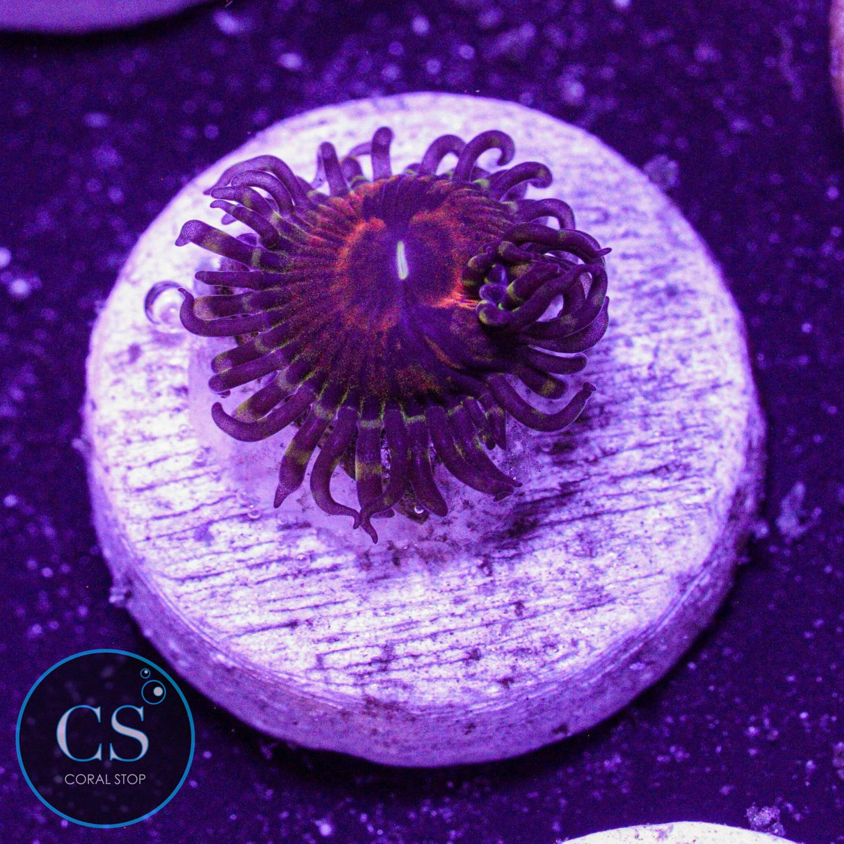Reverse Hallucination Zoa