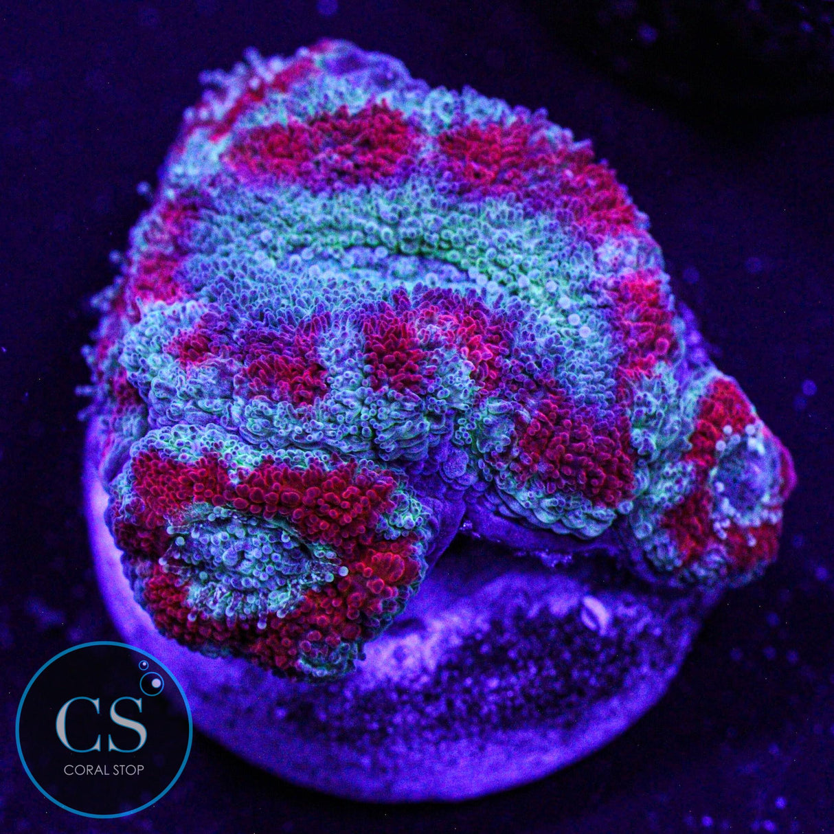 Demon Dungeon Asian Acan