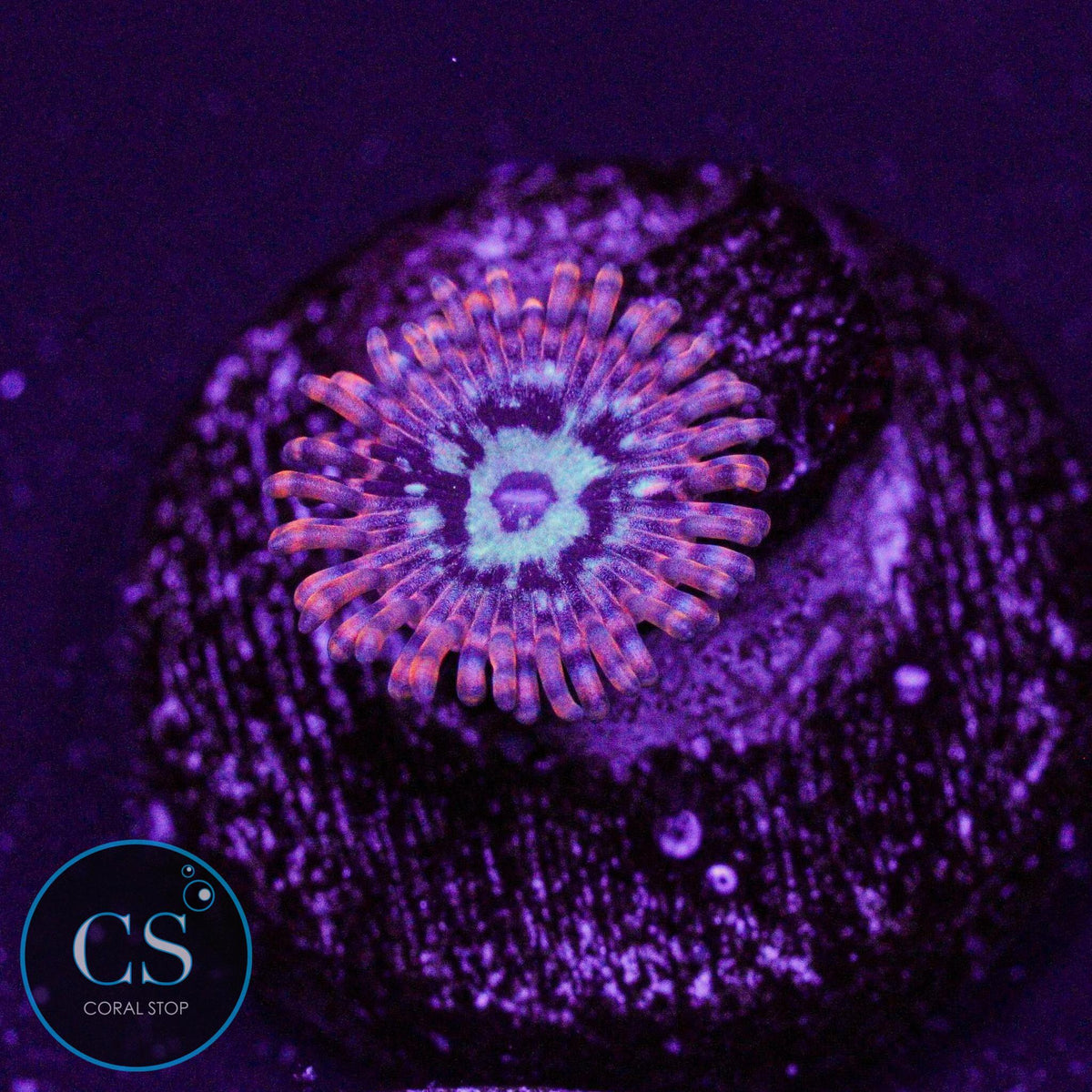 Java Chaos Zoa