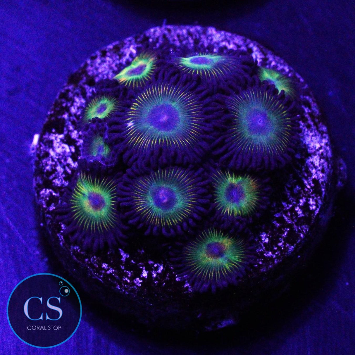 CS SUPER MARIO SUNSHINE ZOA