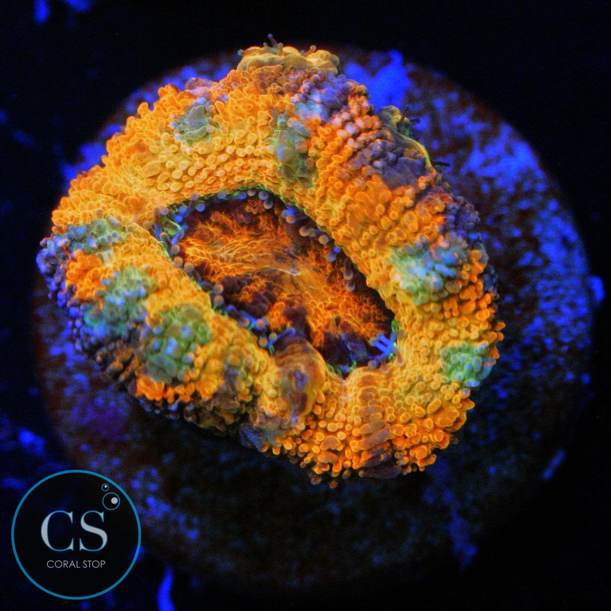 FLAMING HOT CHEETOS ACAN