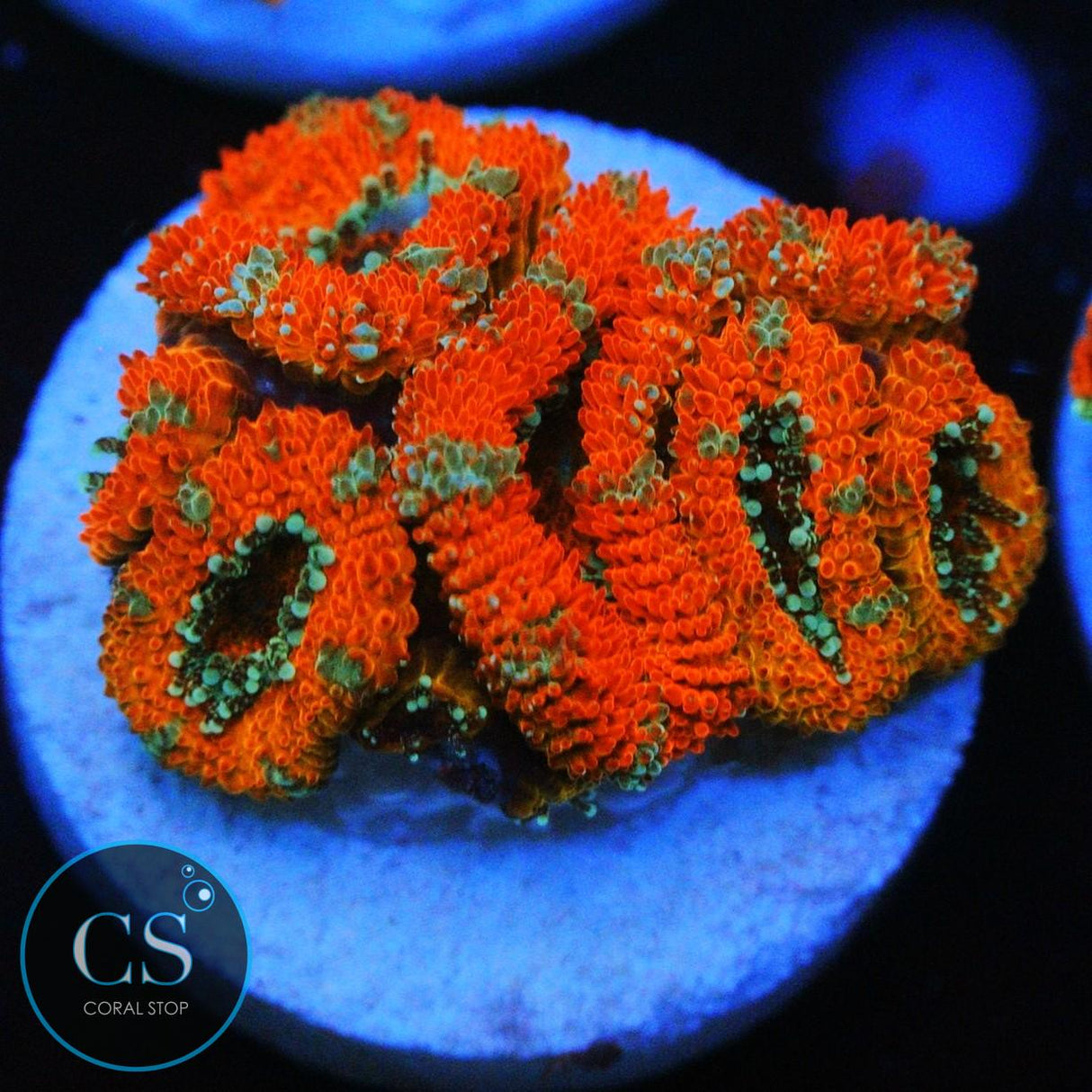 PEPPERMINT MICROMUSSA