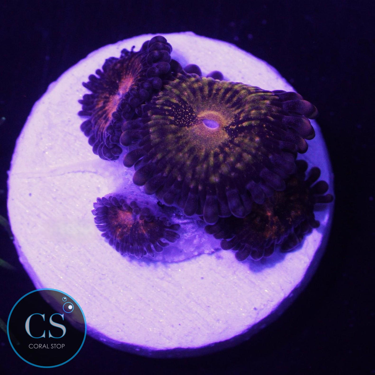 Fairy Dust Zoa