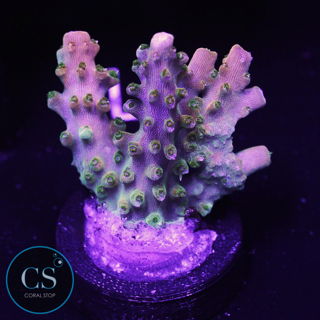 TGC Orange Creamsicle Acro