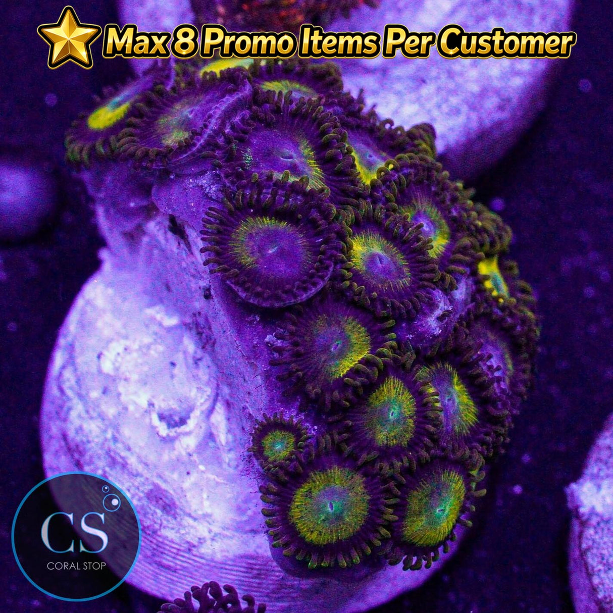 King Midas Zoa