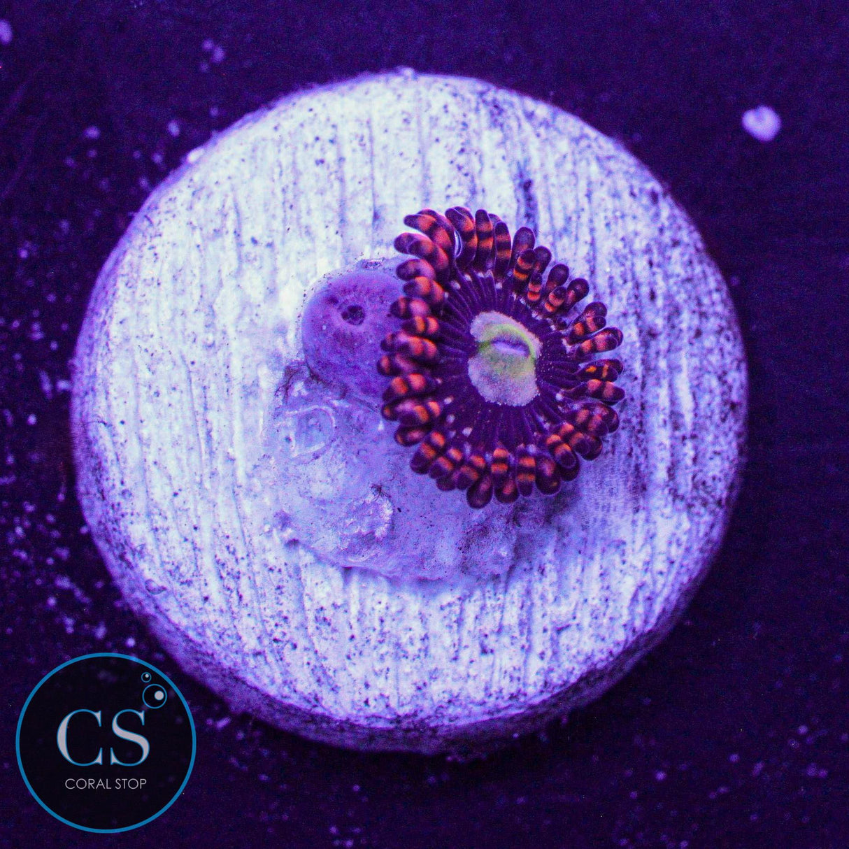 Carrot Top Zoa